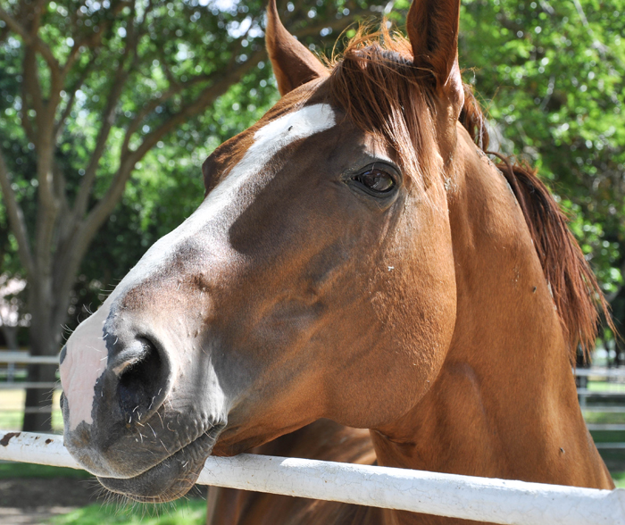 Lucky Pulpit - Sire to California Chrome