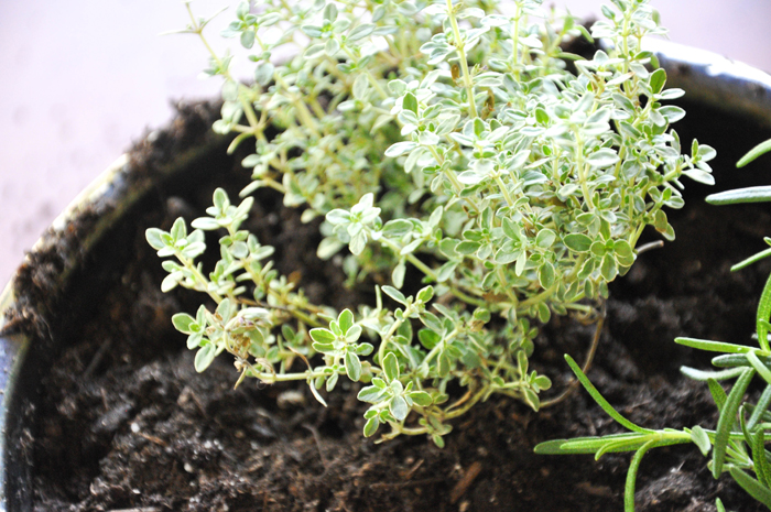 Plant your own Cocktail Garden || California Grown