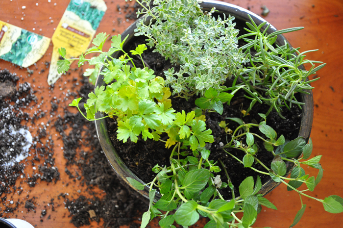 Plant your own Cocktail Garden || California Grown