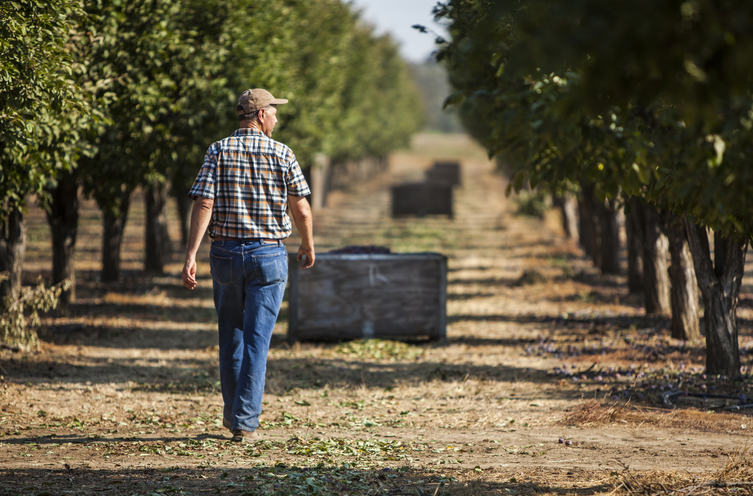 California Dried Plum Harvest Is Happening Ripe Now!