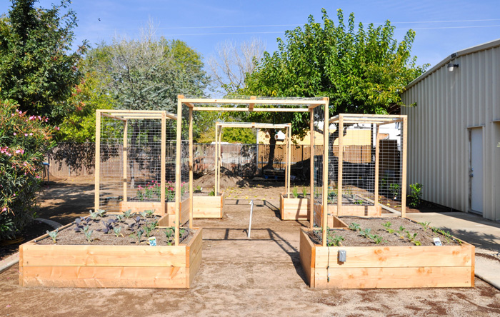 Raised Bed Gardening