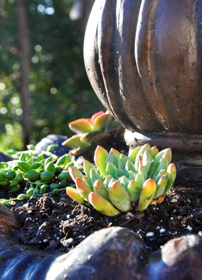 How to Make a Succulent Fountain