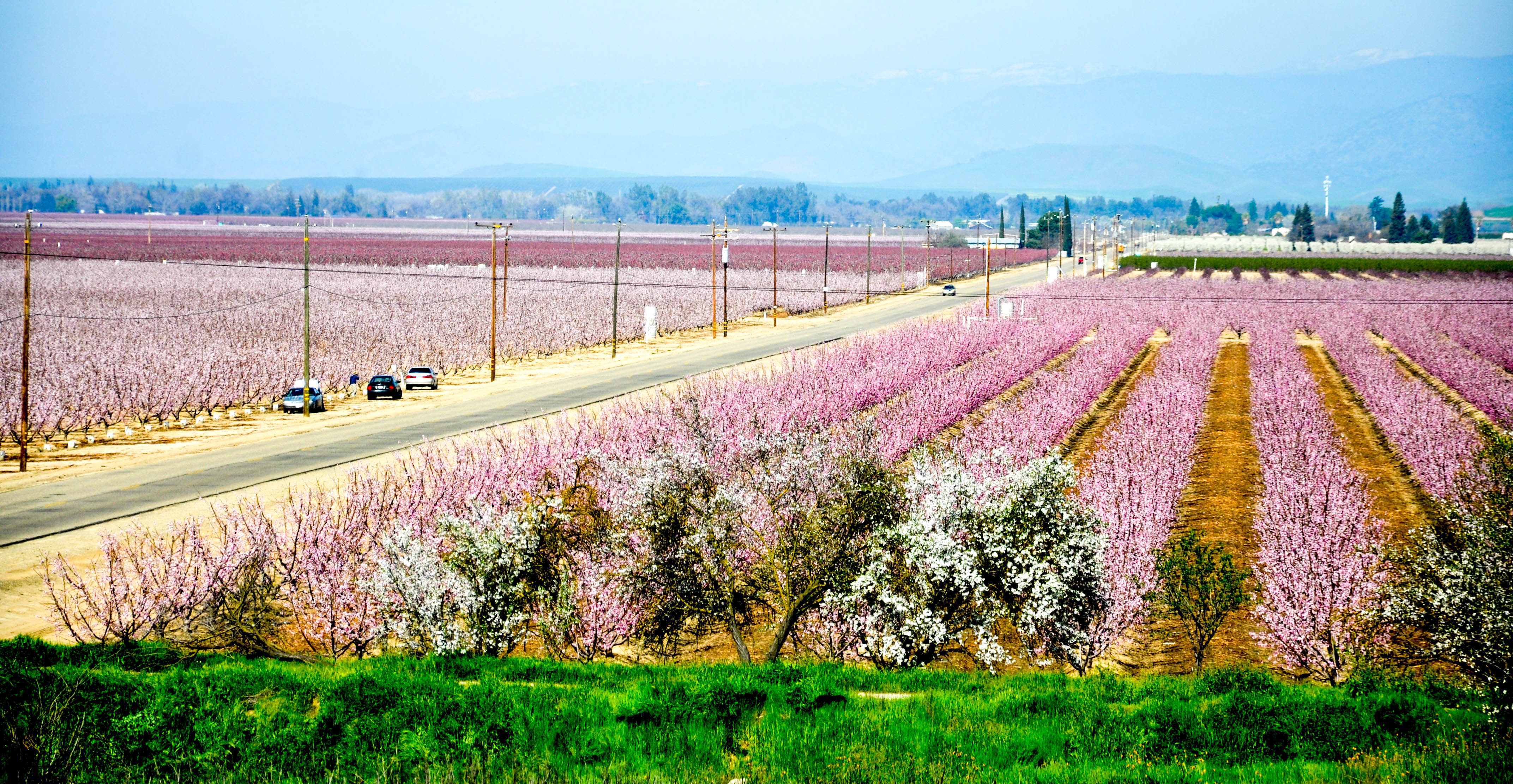 California Blossom Trail