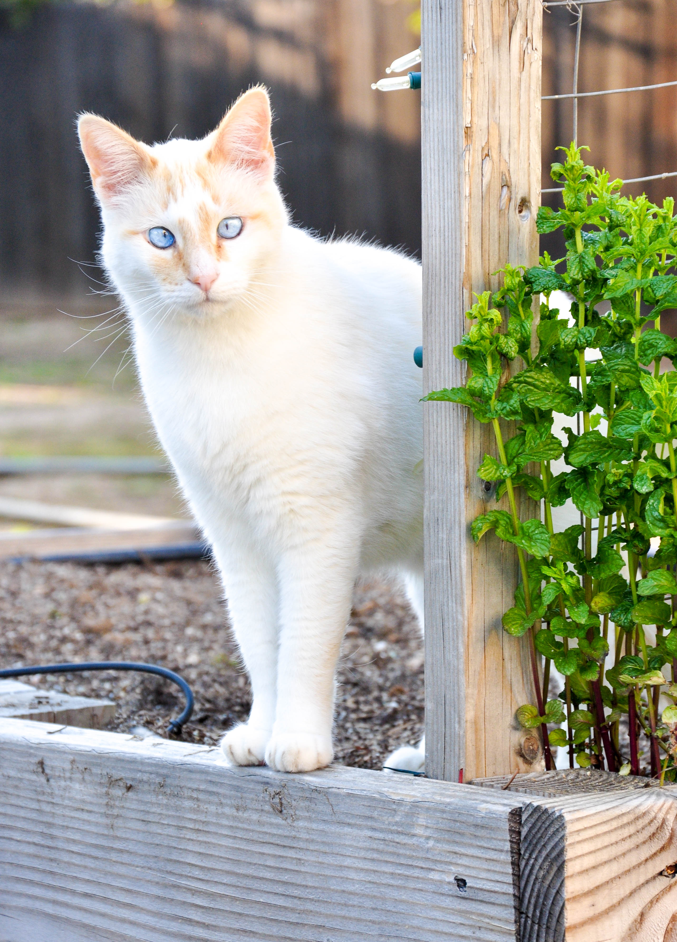 Planting Your California Spring Garden