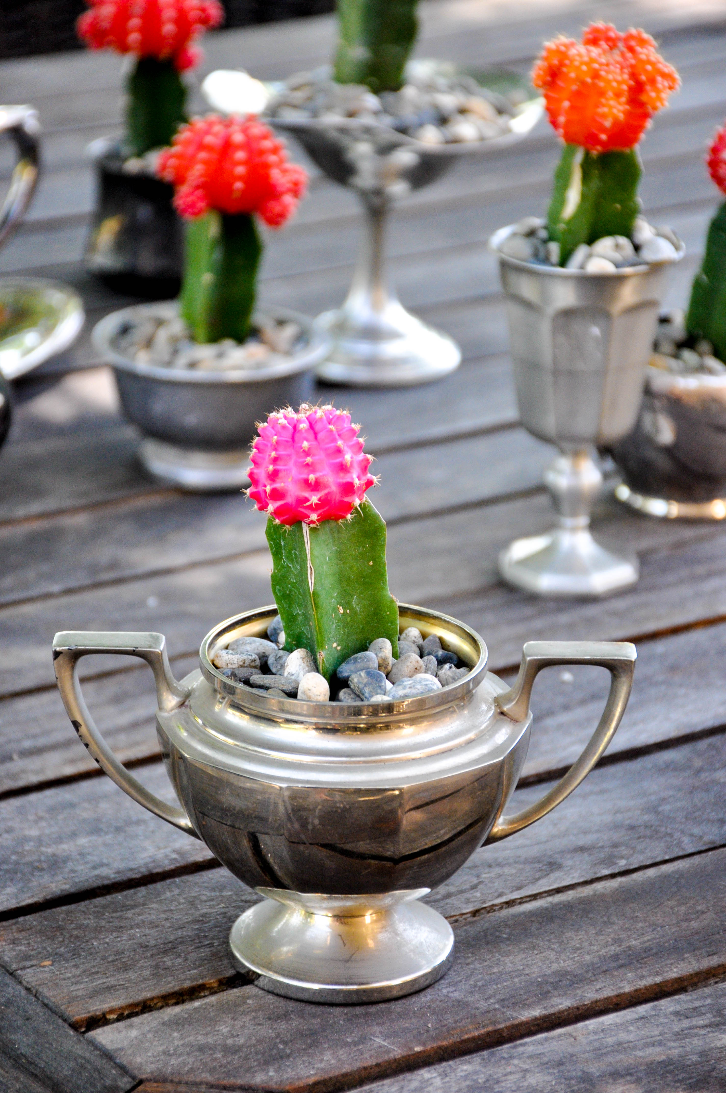 California Cacti Favors for a Wedding or Luncheon