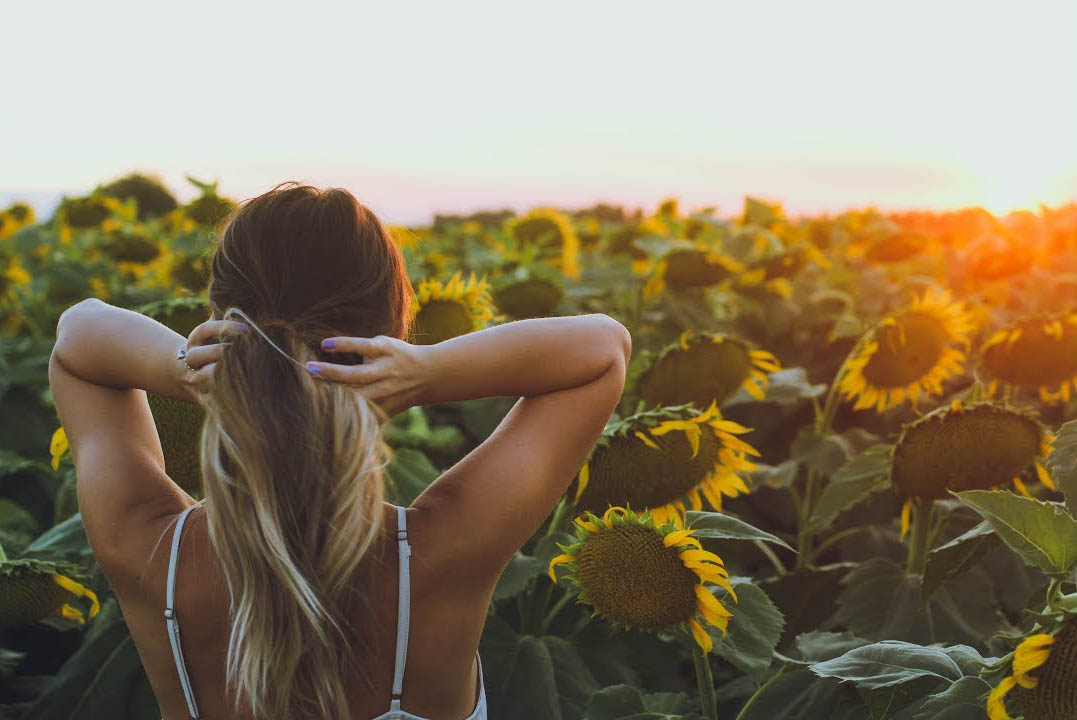 Dreaming in California Sunflowers