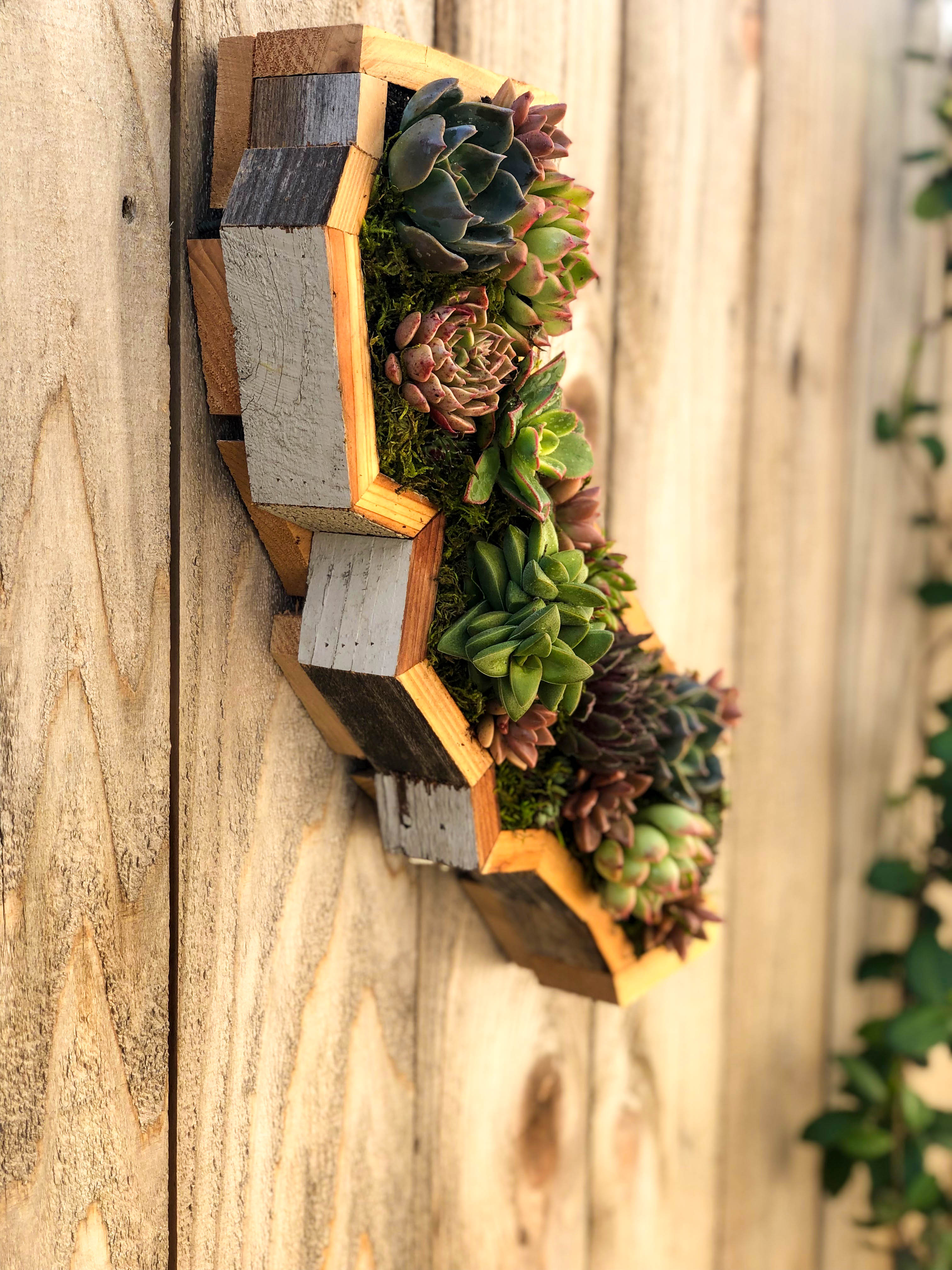 DIY Succulent Wall Planter